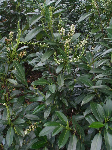 Photos Prunus laurocerasus - 