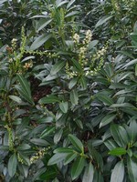 Photos Prunus laurocerasus