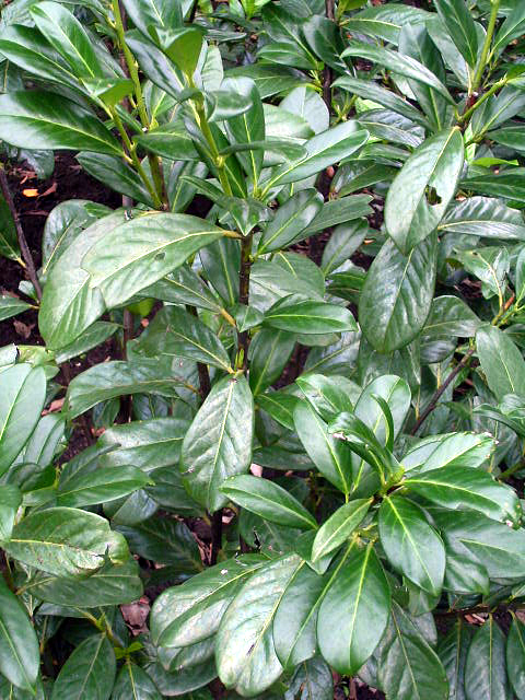 Photos Prunus laurocerasus - Cherry laurel