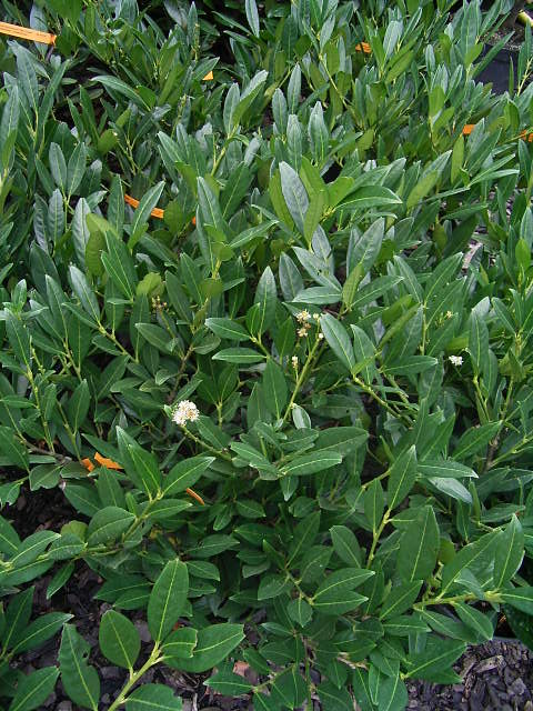 Photos Prunus laurocerasus - Cherry laurel