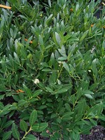Photos Prunus laurocerasus