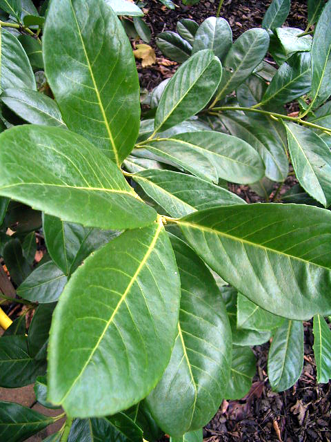 Photos Prunus laurocerasus - Cherry laurel