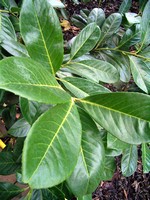 Photos Prunus laurocerasus
