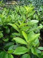 Foto Prunus laurocerasus - Lauroceraso