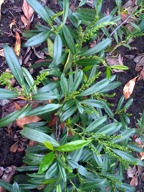 Photos Prunus laurocerasus - Cherry laurel