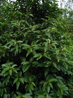 Photos Prunus lusitanica