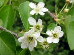 Photos Prunus mahaleb