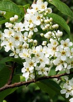 Photos Prunus padus