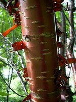 Photos Prunus serrula