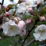 Photos Prunus subhirtella