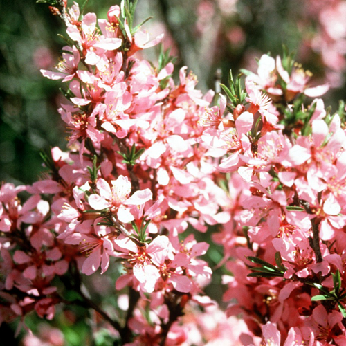 Photos Prunus tenella - Dwarf Russian almond