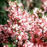 Photos Prunus tenella
