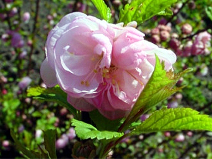 Photos Prunus triloba - 
