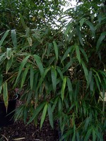 Pseudosasa japonica - F�cher-Bambus