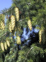 Photos Pseudotsuga menziesii
