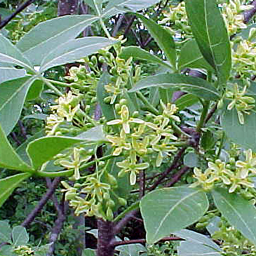 Photos Ptelea trifoliata - common hoptree