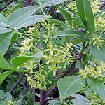 Ptelea trifoliata - Lederstrauch, Kleeulme