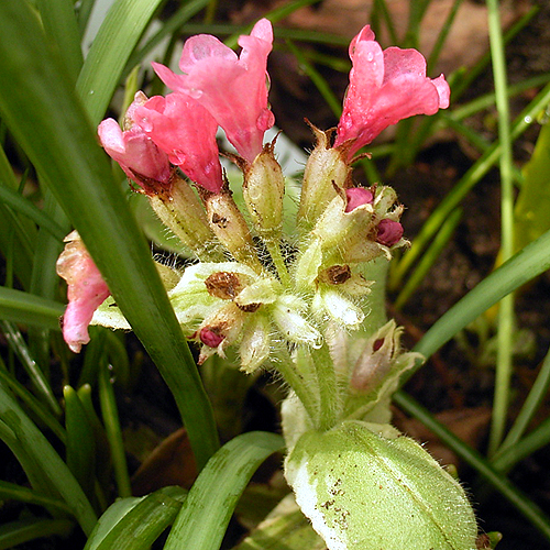 Photos Pulmonaria angustifolia - 