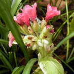Photos Pulmonaria angustifolia