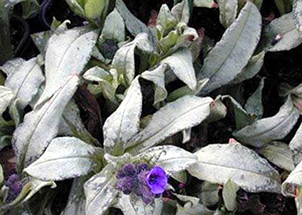 Photos Pulmonaria angustifolia - 