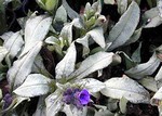 Photos Pulmonaria angustifolia
