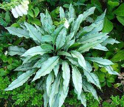 Photos Pulmonaria - lung lichen