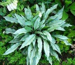 Photos Pulmonaria
