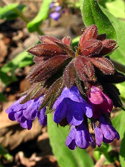 Photos Pulmonaria mollis - lung lichen