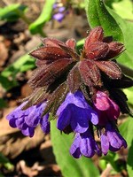 Photos Pulmonaria mollis