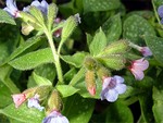 Photos Pulmonaria officinalis