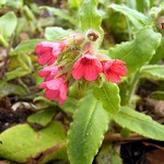 Photos Pulmonaria rubra