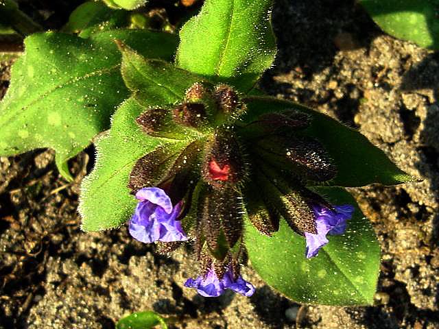 Photos Pulmonaria saccharata - Bethlehem lungwort