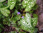 Photos Pulmonaria saccharata