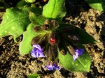 Photos Pulmonaria saccharata