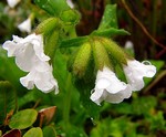 Photos Pulmonaria