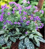 Photos Pulmonaria longifolia