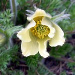 Photos Pulsatilla albana