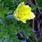 Photos Pulsatilla alpina ssp. apiifolia