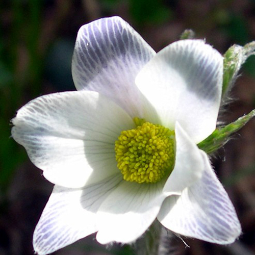 Photos Pulsatilla alpina - Pasque flower