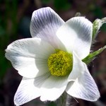Photos Pulsatilla alpina