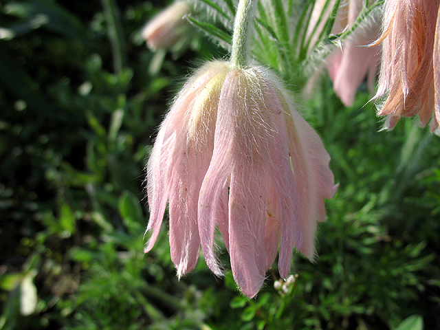 Photos Pulsatilla grandis - Pasque flower