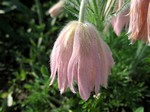 Photos Pulsatilla grandis
