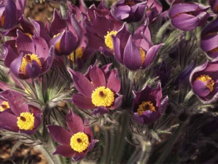 Photos Pulsatilla halleri ssp. slavica - 