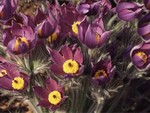 Photos Pulsatilla halleri ssp. slavica