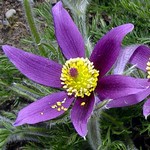 Photos Pulsatilla patens