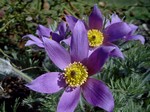 Photos Anemone vernalis