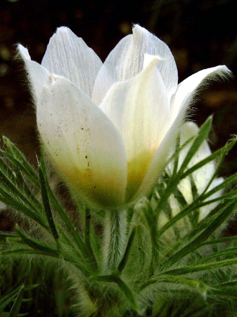 Photos Pulsatilla vulgaris - European pasqueflower