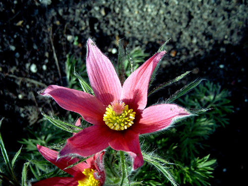 Photos Pulsatilla vulgaris - European pasqueflower