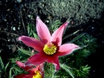 Pulsatilla vulgaris - Rotbl�hende Garten-Kuhschelle Rubra