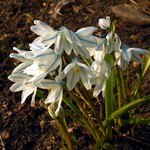Puschkinia scilloides - 